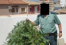 Persecución contra los cultivadores Persecución contra los cultivadores