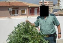 Un año y medio de prisión y multa por cultivar seis plantas Un año y medio de prisión y multa por cultivar seis plantas