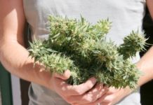 Marihuana a domicilio Marihuana a domicilio