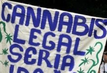 Cannabis, camino a la legalización Cannabis, camino a la legalización