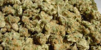 Mamá Cultiva lamenta que sector privado sea único productor de aceite de cannabis