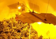 Detenido tras denunciar que le habían robado plantas de marihuana Detenido tras denunciar que le habían robado plantas de marihuana