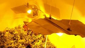Detenido tras denunciar que le habían robado plantas de marihuana