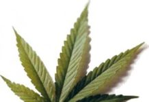 La marihuana genera discusión económica La marihuana genera discusión económica
