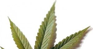 La marihuana genera discusión económica