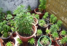Detenido por cultivar tres plantas de marihuana Detenido por cultivar tres plantas de marihuana