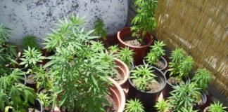 Detenido por cultivar tres plantas de marihuana