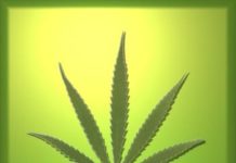 La marihuana, cada vez más legal en California La marihuana, cada vez más legal en California