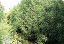 Cannabis valenciano &laquo;legal, de calidad y barato&raquo;