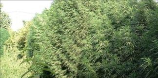 Cannabis valenciano «legal, de calidad y barato»