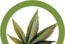 Brasil evalúa despenalizar la marihuana Brasil evalúa despenalizar la marihuana