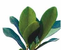 La OMS estudiará beneficios de la hoja de coca