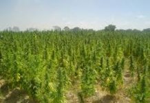 Detienen a una joven por cultivar marihuana Detienen a una joven por cultivar marihuana