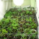 Plantas madre: selección y cuidados Plantas madre: selección y cuidados