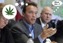 Crean cadena de supertiendas de marihuana Crean cadena de supertiendas de marihuana