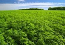 La marihuana es el cultivo más rentable de EEUU La marihuana es el cultivo más rentable de EEUU