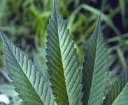 Fumar marihuana para adelgazar Fumar marihuana para adelgazar