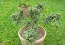 Autocultivo de cannabis Autocultivo de cannabis