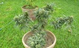 Autocultivo de cannabis