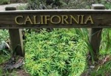 California puede cambiar la política sobre drogas California puede cambiar la política sobre drogas
