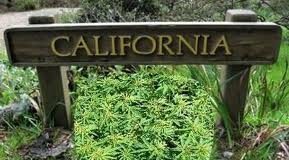 California puede cambiar la política sobre drogas