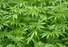 Holandeses recibirán una tarjeta por correo con olor a cannabis Holandeses recibirán una tarjeta por correo con olor a cannabis