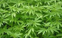Holandeses recibirán una tarjeta por correo con olor a cannabis