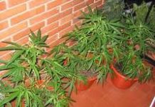 Detenido por dos pequeñas macetas de marihuana Detenido por dos pequeñas macetas de marihuana