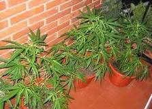 Detenido por dos pequeñas macetas de marihuana