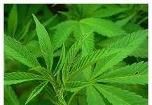 La marihuana es legal
