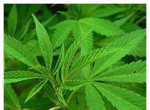 La marihuana es legal