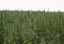 ASAJA denuncia la siembra de marihuana en campos de maíz ASAJA denuncia la siembra de marihuana en campos de maíz