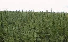 ASAJA denuncia la siembra de marihuana en campos de maíz