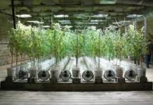 Interior orquestó operación antidroga para la prensa en una plantación legal Interior orquestó operación antidroga para la prensa en una plantación legal