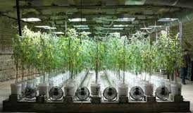 Interior orquestó operación antidroga para la prensa en una plantación legal