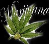 La legalización de la marihuana, ¿locura o genialidad? La legalización de la marihuana, ¿locura o genialidad?