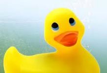 Un agricultor francés alimenta a sus patos con cannabis Un agricultor francés alimenta a sus patos con cannabis