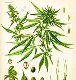Los canabinoides con incidencia científica y cultural en la historia