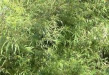 Nuevo método para que la marihuana sea legal Nuevo método para que la marihuana sea legal
