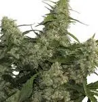 Arjan´s Haze #2 – Green House Seed Company Arjan´s Haze #2 – Green House Seed Company