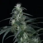 Arjan’s Ultra Haze #1: sativa hasta el final Arjan’s Ultra Haze #1: sativa hasta el final