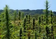Arden los campos de cannabis en Marruecos Arden los campos de cannabis en Marruecos