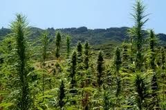 Arden los campos de cannabis en Marruecos