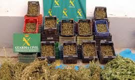 Los jueces confirman que el gobierno pesa mal la marihuana incautada
