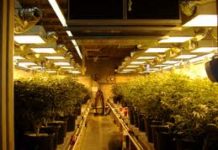 Las plantaciones de marihuana, un problema para las eléctricas en Holanda Las plantaciones de marihuana, un problema para las eléctricas en Holanda
