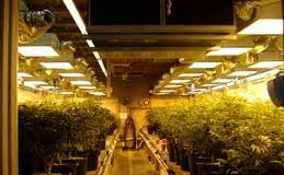 Las plantaciones de marihuana, un problema para las eléctricas en Holanda