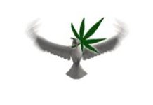 Detienen paloma mensajera usada para traficar marihuana Detienen paloma mensajera usada para traficar marihuana