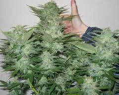 b_52