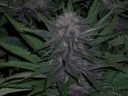 bcblueberry