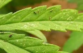 cannabich